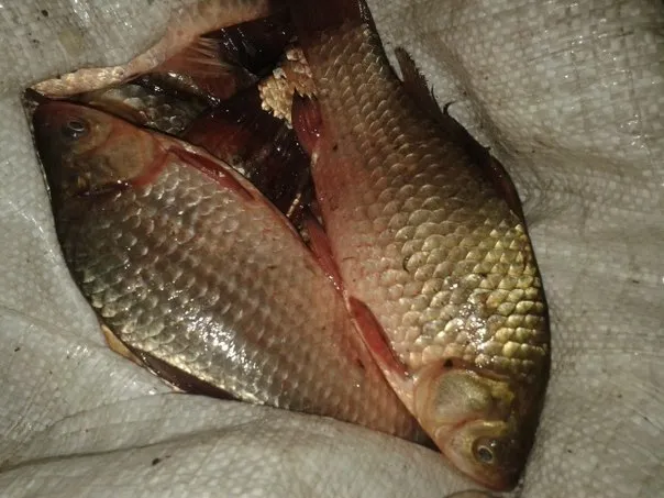 ДАІ затримали водіїв, які перевозили близько 260 кілограм свіжовиловленої риби (Фото) — фото 2