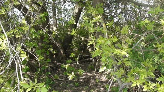 На Полтавщині виявили схованку з боєприпасами часів Великої Вітчизняної війни (Фоторепортаж) + (Відео) — фото 4