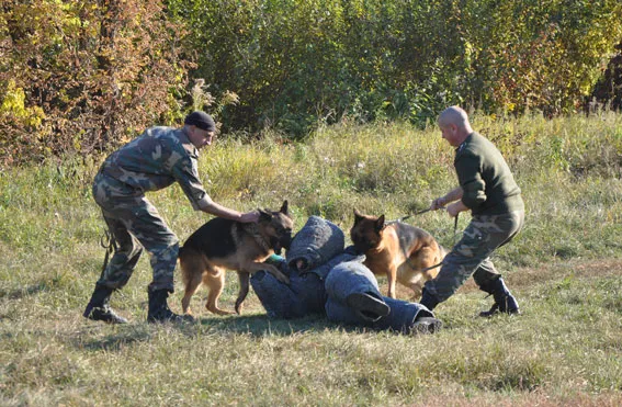 Лабрадор по кличці «Феліція» отримала нагороду від дітей за участь в АТО (Фоторепортаж) — фото 6